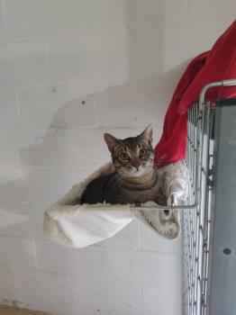 Claude Bild von Claude