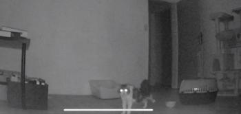 Bild von Don Gato