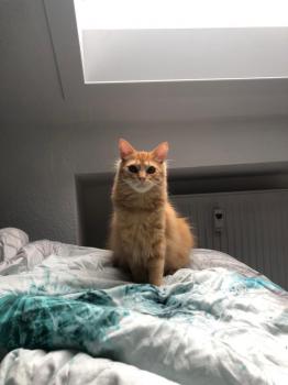 Jasper Bild von Jasper