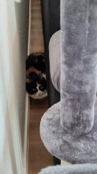 Melisa Bild von Melisa