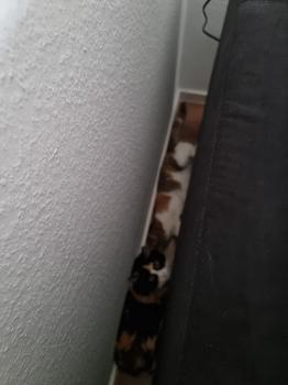 Melisa Bild von Melisa