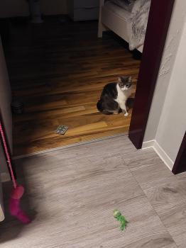 Rajah Bild von Rajah