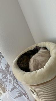Chispa Bild von Chispa