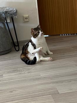 Bild von Don Gato