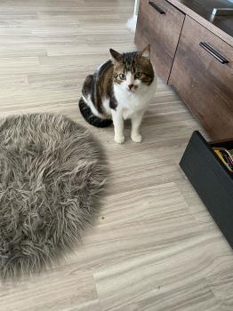 Bild von Don Gato