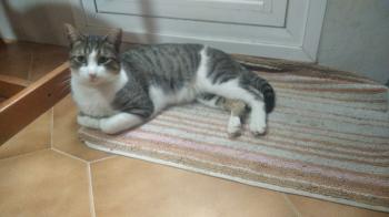 Azrael Bild von Azrael