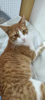 Joplin Bild von Joplin