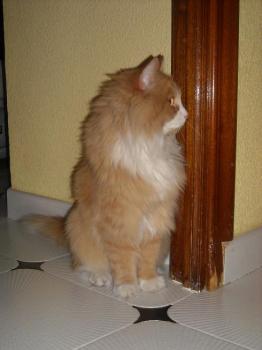 Ohne Bild von Bello
