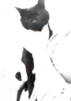 Blas Bild von Blas