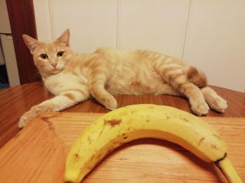 Ginger Bild von Ginger