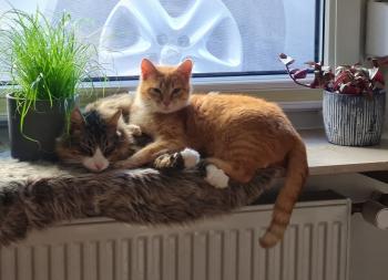 Thor Bild von Thor