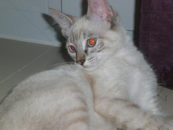 Shiva Bild von Nata