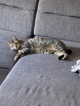 Milu Bild von Milu