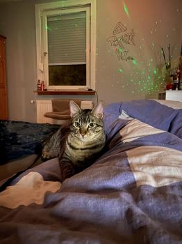 Milu Bild von Milu