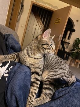Milu Bild von Milu