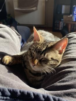 Milu Bild von Milu