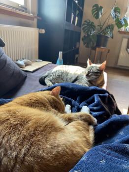 Milu Bild von Milu