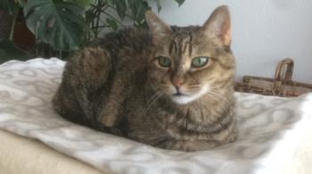 Dalila Bild von Dalila