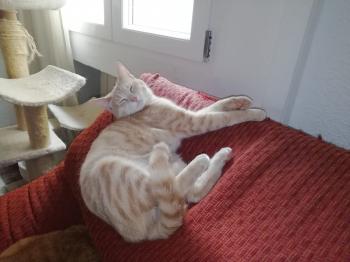 Ginger Bild von Ginger