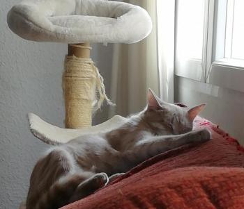 Ginger Bild von Ginger
