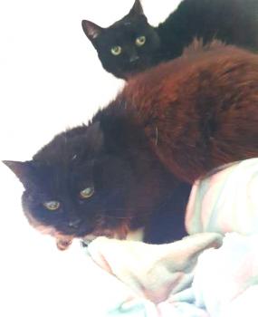 Pelu Bild von Pelu