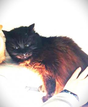 Pelu Bild von Pelu