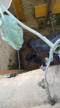Pelu Bild von Pelu