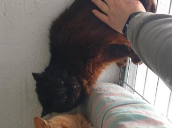Pelu Bild von Pelu