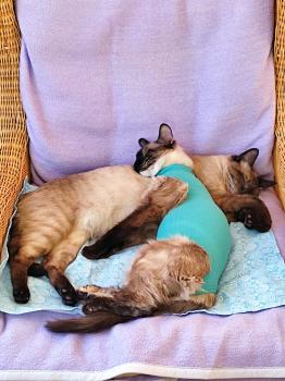 Talisa Bild von Talisa