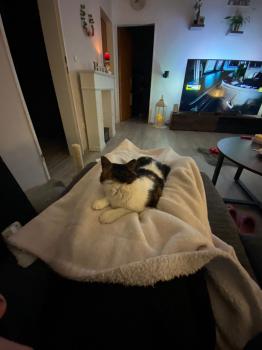 Bild von Don Gato
