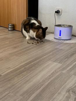Bild von Don Gato