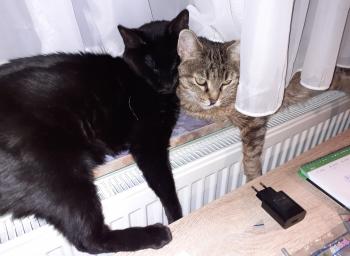 Romeo Bild von Romeo