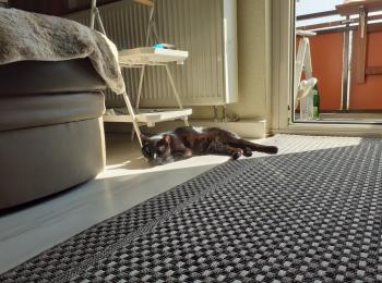 Romeo Bild von Romeo