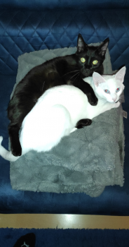 Bild von Bagheera