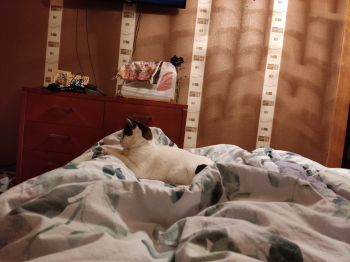 Nia Bild von Nia