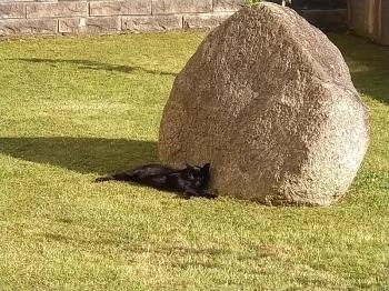 Black Bild von Black