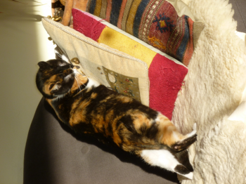 Petula Bild von Petula