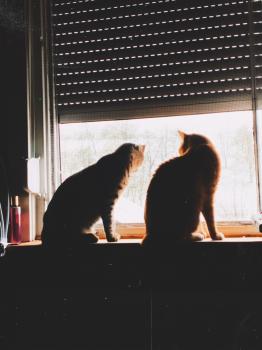 Milu Bild von Milu