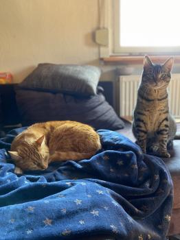 Milu Bild von Milu