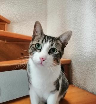 Azrael Bild von Azrael
