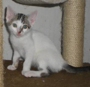 Henry Bild von Henry
