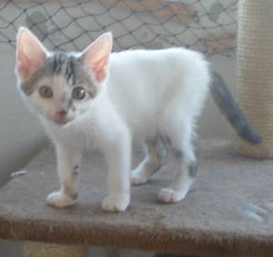 Henry Bild von Henry