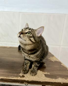 Pitufo Bild von Pitufo