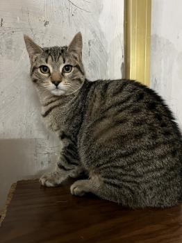 Pitufo Bild von Pitufo