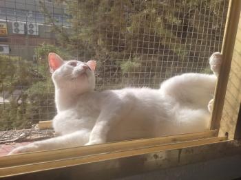Horus Bild von Horus