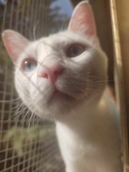 Horus Bild von Horus