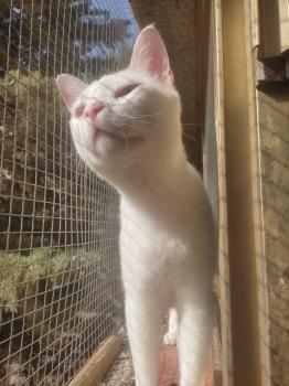 Horus Bild von Horus