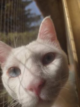 Horus Bild von Horus