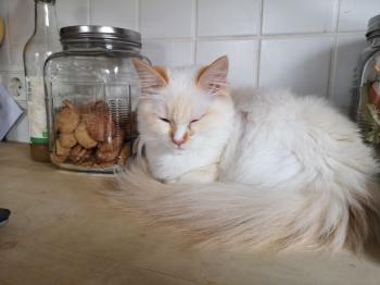 Runa Bild von Runa