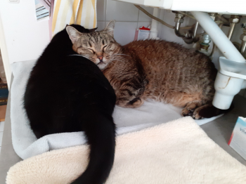 Romeo Bild von Romeo